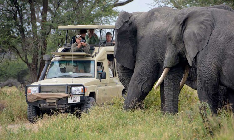 Mara Safari